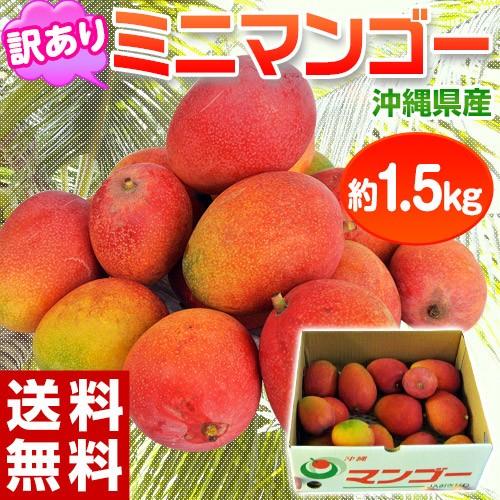 マンゴー 沖縄産　ミニマンゴー　約1.5kg　多少の訳あり品　※常温または冷蔵｜tsukijiichiba