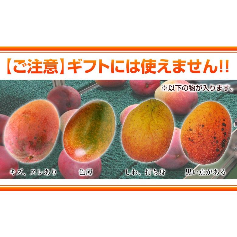 マンゴー 沖縄産　ミニマンゴー　約1.5kg　多少の訳あり品　※常温または冷蔵｜tsukijiichiba｜08