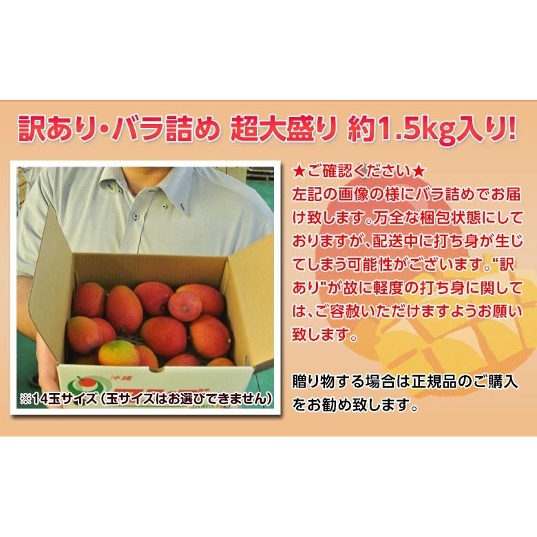 マンゴー 沖縄産　ミニマンゴー　約1.5kg　多少の訳あり品　※常温または冷蔵｜tsukijiichiba｜09