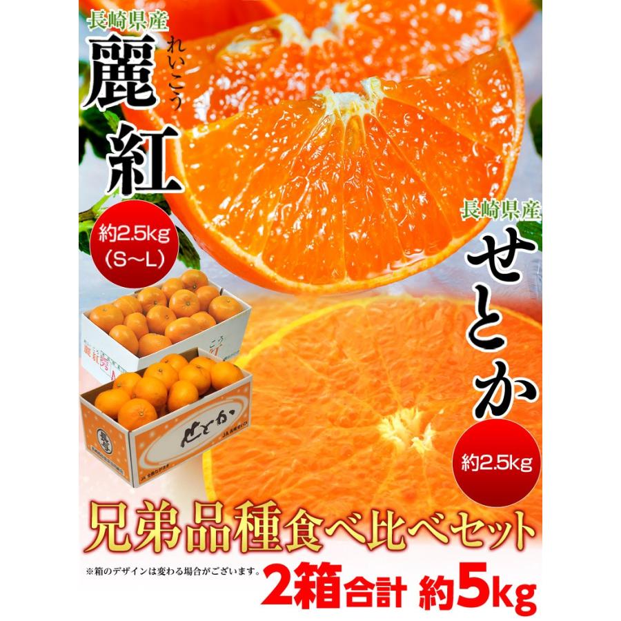 柑橘 みかん 長崎県産 せとか ＆麗紅 セット 合計約5kg (約2.5kg×2箱） 送料無料｜tsukijiichiba｜03