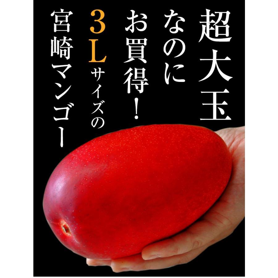 マンゴー 超大玉 みやざき完熟マンゴー 宮崎県産 3L(450〜509g) ×1玉 ※常温 みやざきマンゴー｜tsukijiichiba｜02