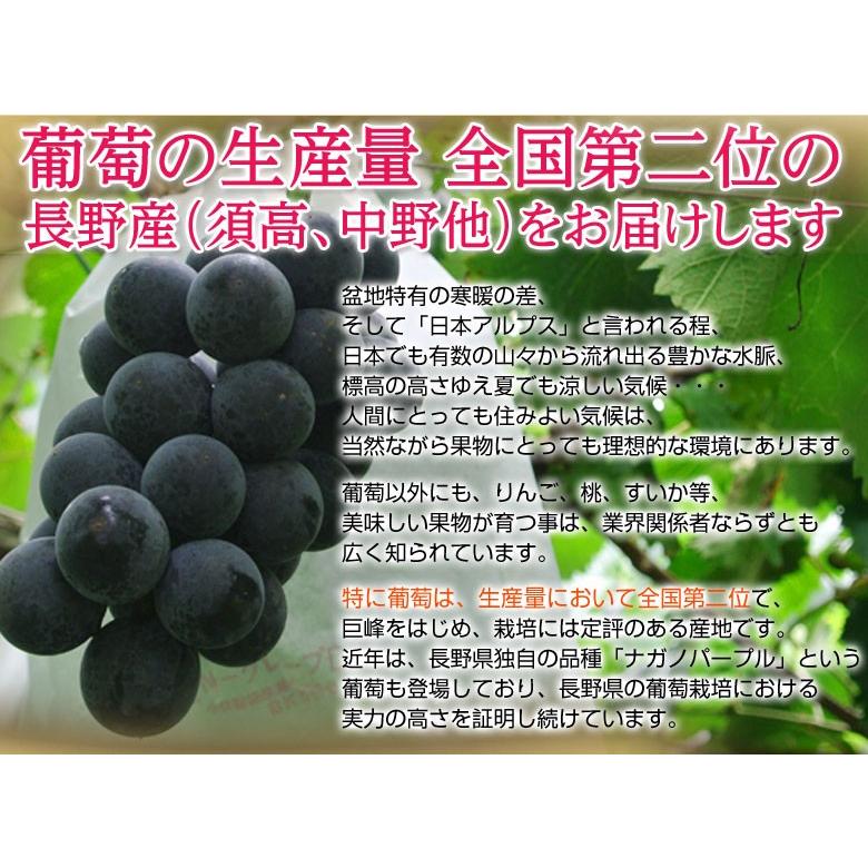 送料無料 長野産 大粒ぶどう ブラックビート 約450g 2房 常温または冷蔵 Frt 3a 豊洲からの直送便 ヤフー店 通販 Yahoo ショッピング