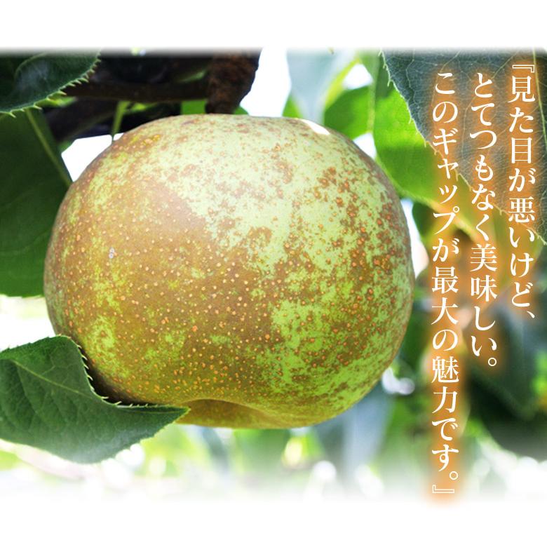 秋麗梨 熊本県産 風袋込 約5kg （12〜20玉） 産地箱 ※冷蔵 送料無料