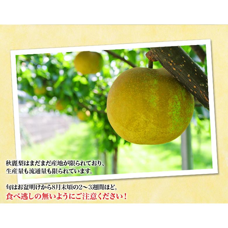 秋麗梨 熊本県産 風袋込 約5kg （12〜20玉） 産地箱 ※冷蔵 送料無料