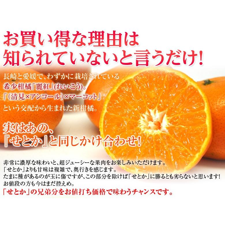 JA長崎せいひ『麗紅(れいこう)』長崎県産柑橘 サイズ無選別 約 JA長崎せいひ『麗紅(れいこう)』長崎県産柑橘 サイズ無選別 約