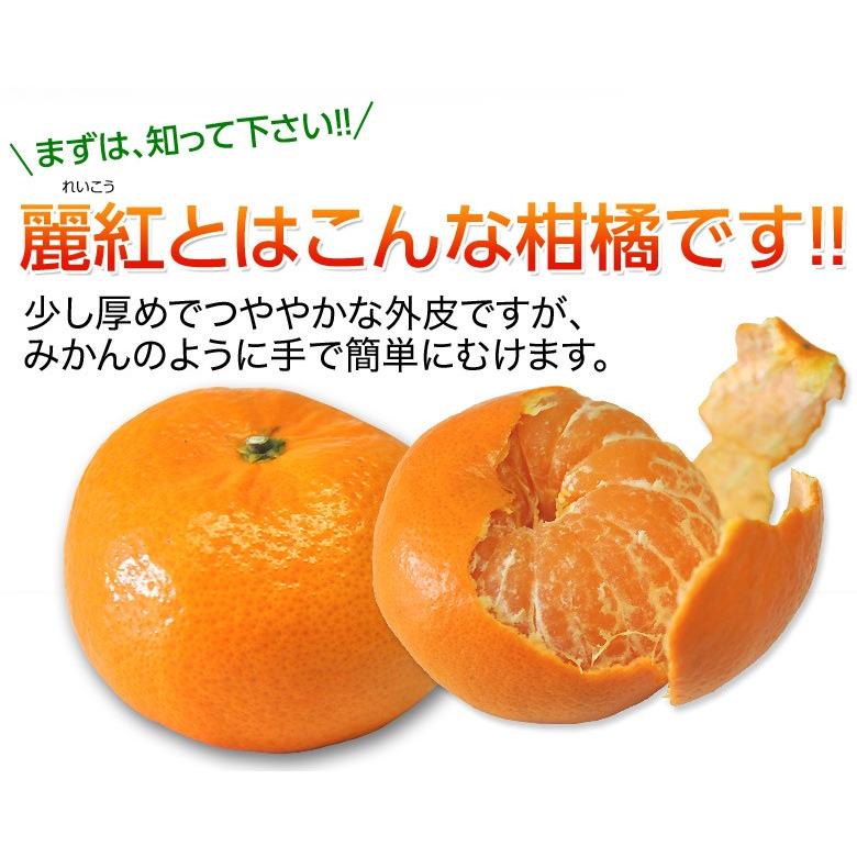 JA長崎せいひ『麗紅(れいこう)』長崎県産柑橘 サイズ無選別 約 JA長崎せいひ『麗紅(れいこう)』長崎県産柑橘 サイズ無選別 約