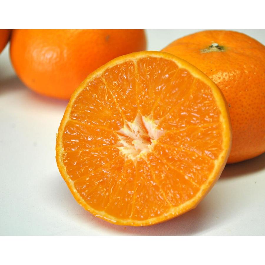 麗紅（れいこう）長崎県産柑橘 S〜L 約2.5kg×2箱 多少のスレ傷あり