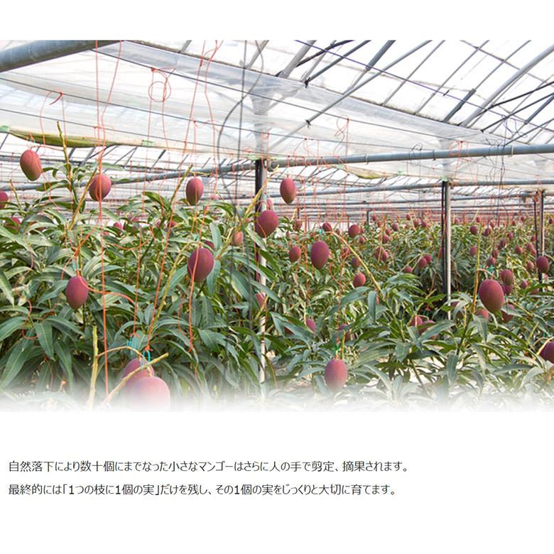 超大玉3L みやざき完熟マンゴー 宮崎県産 2玉（1玉:約450g）簡易箱 