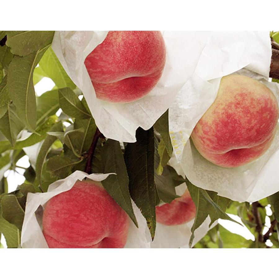 紀の里の桃 和歌山産 特秀品 約2kg（6〜8玉）化粧箱 ※常温 送料無料 桃