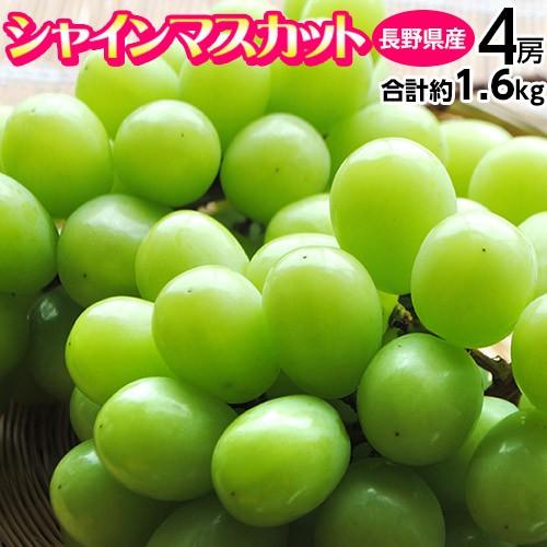 シャインマスカット』長野県産 4房 計約1.6kg ※常温 送料無料