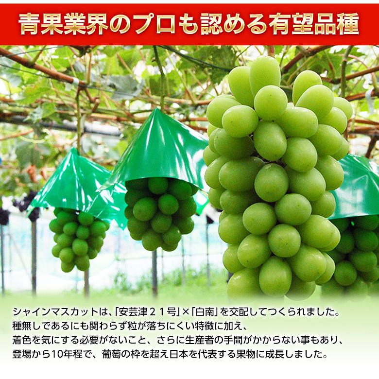シャインマスカット』長野県産 4房 計約1.6kg ※常温 送料無料