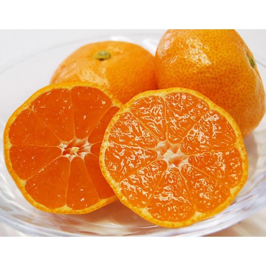 糖度12度選別 JAからつ みかん Only One 特秀品 約5kg S〜2S 糖度12度選別 JAからつ みかん Only One 特秀品 約5kg S〜2S