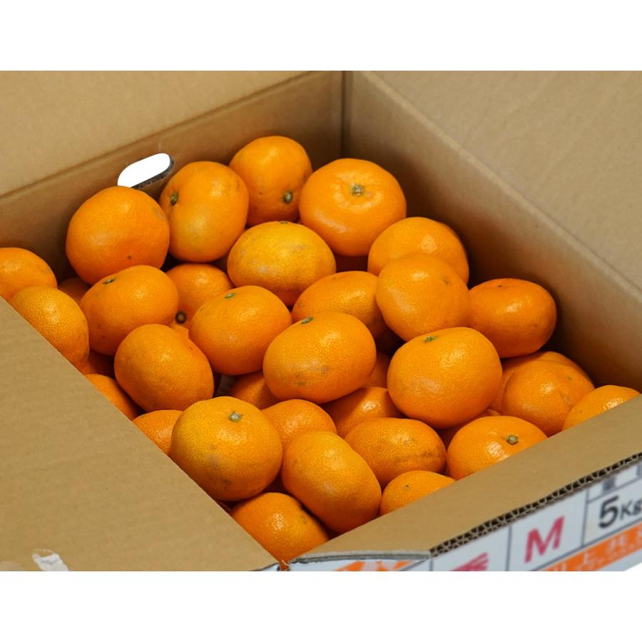 0️⃣4️⃣愛媛県産 川上蜜柑 秀品Sサイズ ２箱セット② 天皇杯受賞産地】風みかん 愛媛県産 川上共選 JAにしうわ 訳あり S〜L
