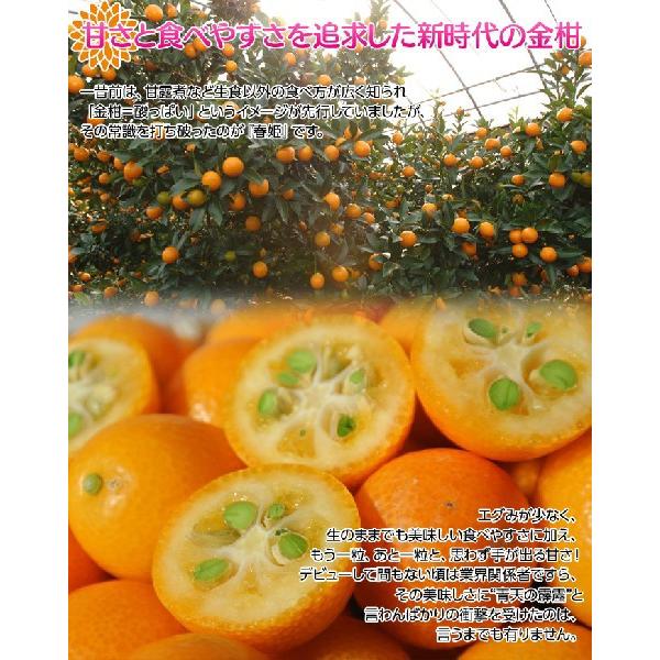 春姫 金柑 鹿児島産 L〜2L 約2kg JA南さつま 化粧箱 ※常温 春姫 金柑 鹿児島産 L〜2L 約2kg JA南さつま 化粧箱 ※常温