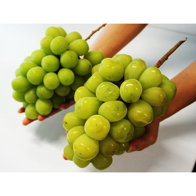 葡萄 山梨県産 ぶどう 雄宝 シャインマスカット 超大房 2房 合計約1 3kg 送料無料 冷蔵 3c 豊洲からの直送便 ヤフー店 通販 Yahoo ショッピング