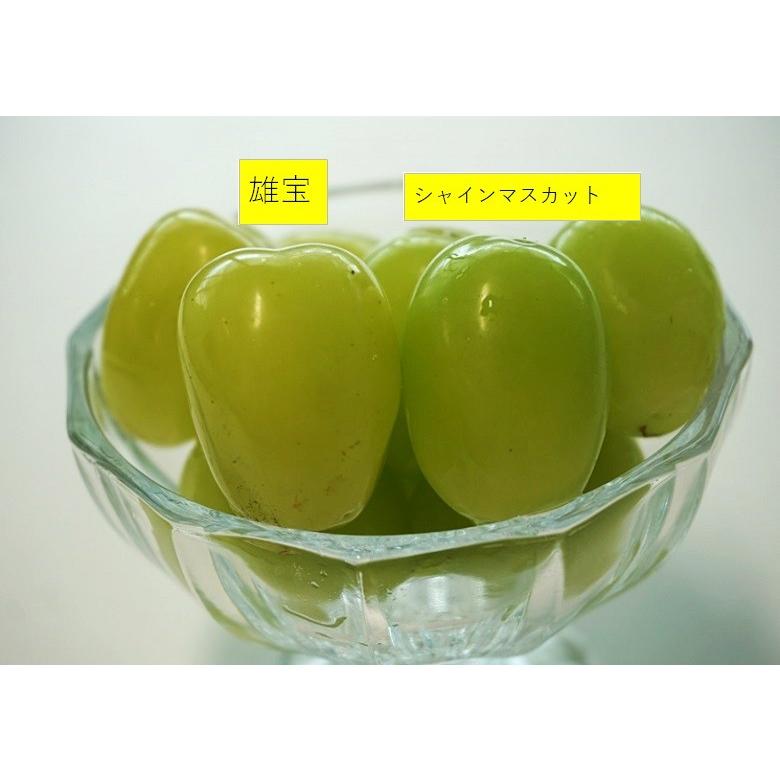 葡萄 山梨県産 ぶどう 雄宝 シャインマスカット 超大房 2房 合計約1 3kg 送料無料 冷蔵 3c 豊洲からの直送便 ヤフー店 通販 Yahoo ショッピング