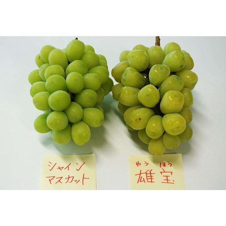 葡萄 山梨県産 ぶどう 雄宝 シャインマスカット 超大房 2房 合計約1 3kg 送料無料 冷蔵 3c 豊洲からの直送便 ヤフー店 通販 Yahoo ショッピング
