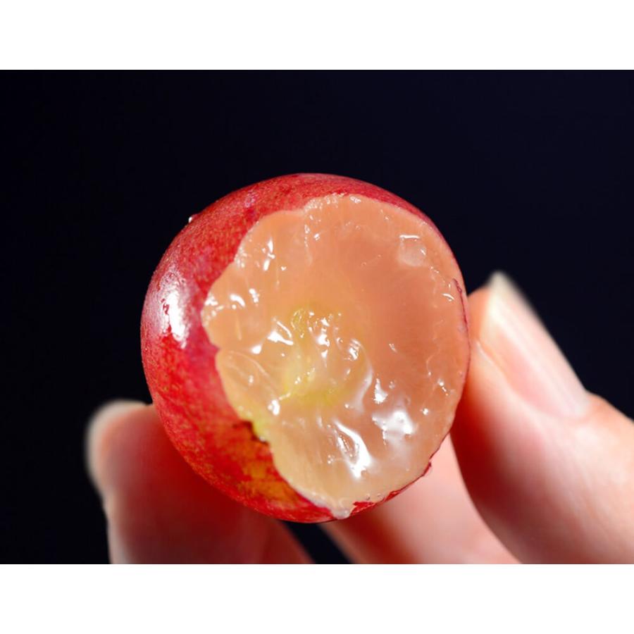 赤系 大粒ぶどう 『クイーンニーナ』長野県産 2房 計約900g ※冷蔵 送料