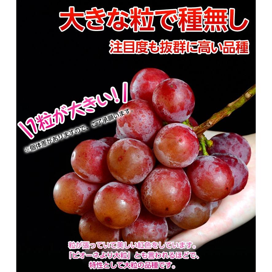 赤系 大粒ぶどう 『クイーンニーナ』長野県産 2房 計約900g ※冷蔵 送料