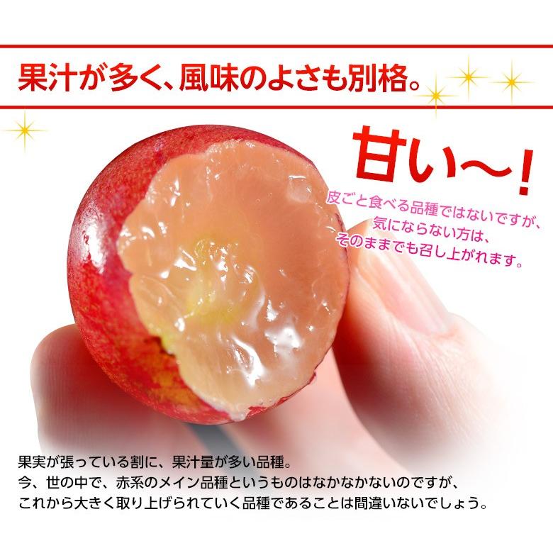 赤系 大粒ぶどう 『クイーンニーナ』長野県産 2房 計約900g ※冷蔵 送料