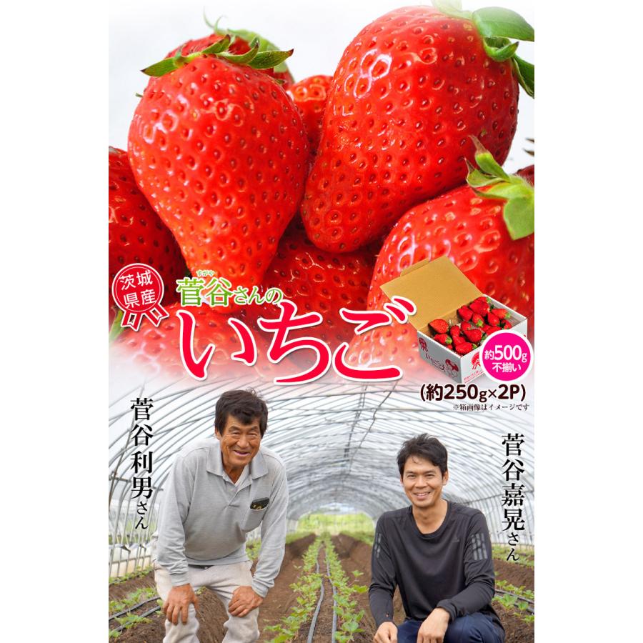 『菅谷利男さんのいちご』 茨城県産 お試し不揃い 1箱 約500g (約250g×2P) ※冷蔵｜tsukijiichiba｜02