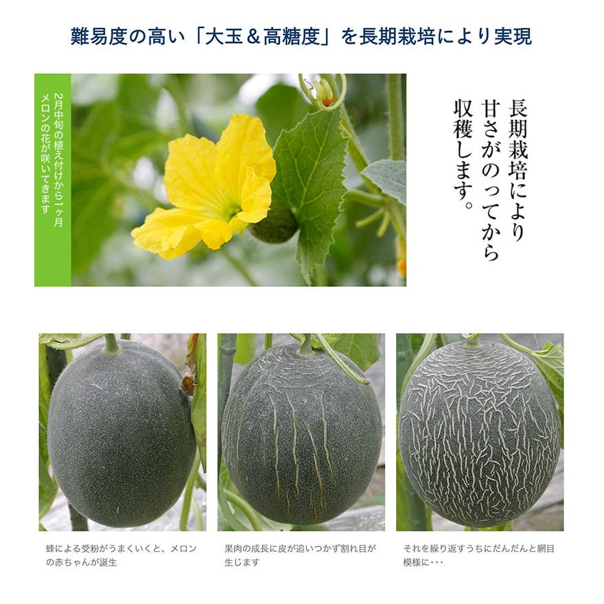 メロン 熊本県八代産 超大玉メロン 肥後グリーン 1玉 約1 6kg 常温 送料無料 簡易包装 3i 豊洲市場ドットコムヤフー店 通販 Yahoo ショッピング
