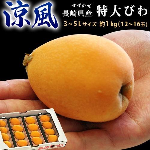 特大 びわ 涼風 (すずかぜ) 長崎県産 3〜5L 4パック 約1kg 12〜16玉