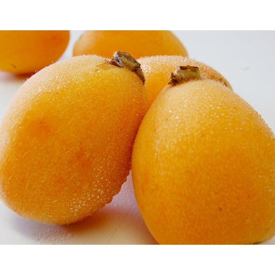 ビワの種　約5kg大小入り混じり　② ビワの種 約5kg大小入り混じり ②