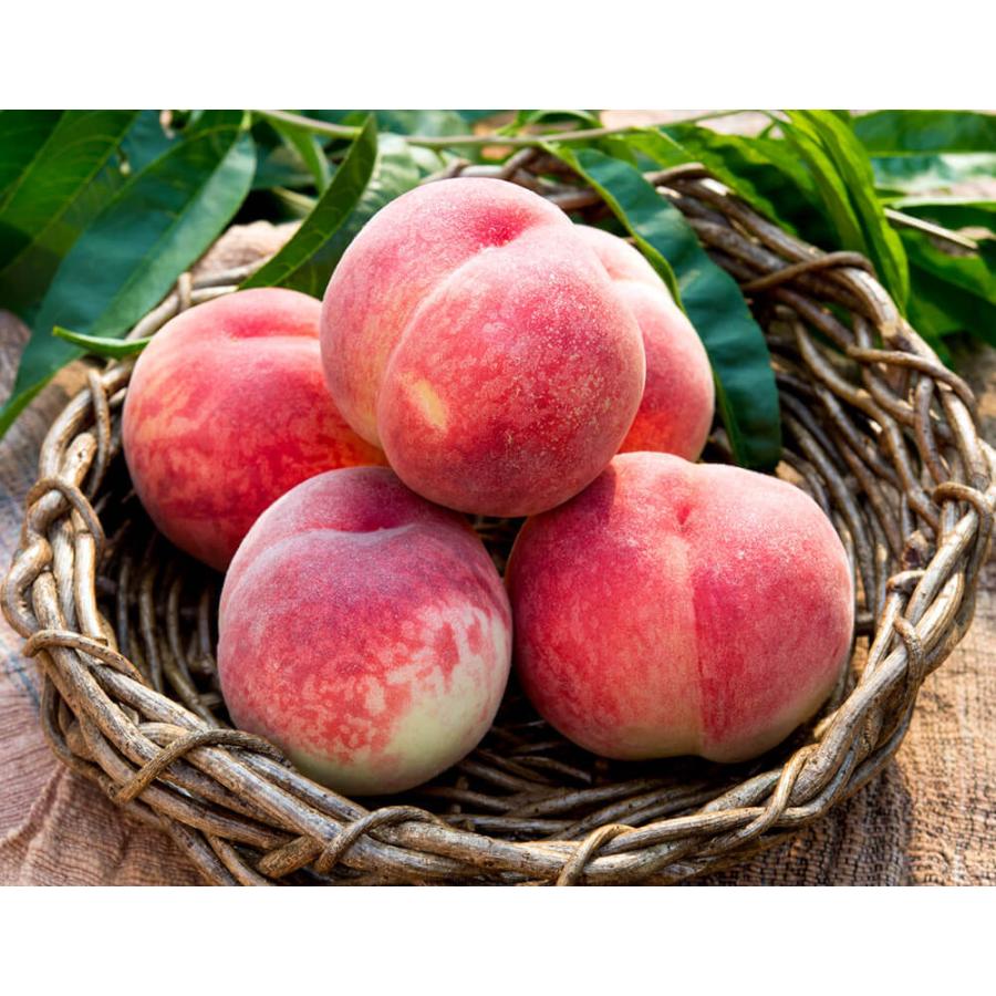 【Kimoe　２箱】山梨県産の桃『はなよめ』訳ありの桃です！ 楽天市場】【ふるさと納税】桃 岡山の桃 もも 1.5kg 5~9玉 岡山