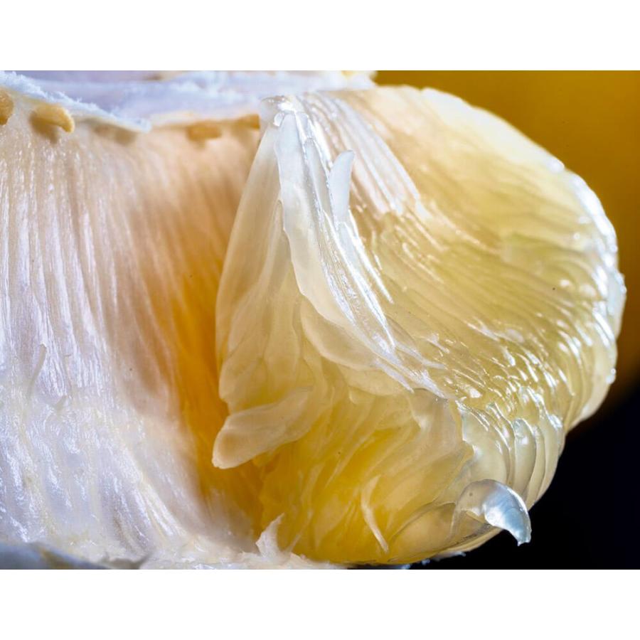 ポメロ99ページ xxl10-swatch_grande.jpg?v=