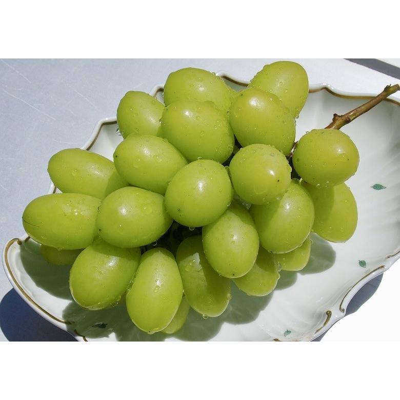 葡萄 ぶどう マスカット 山梨県産 ジュエルマスカット 2房 大房 合計約1.4kg ※冷蔵　送料無料