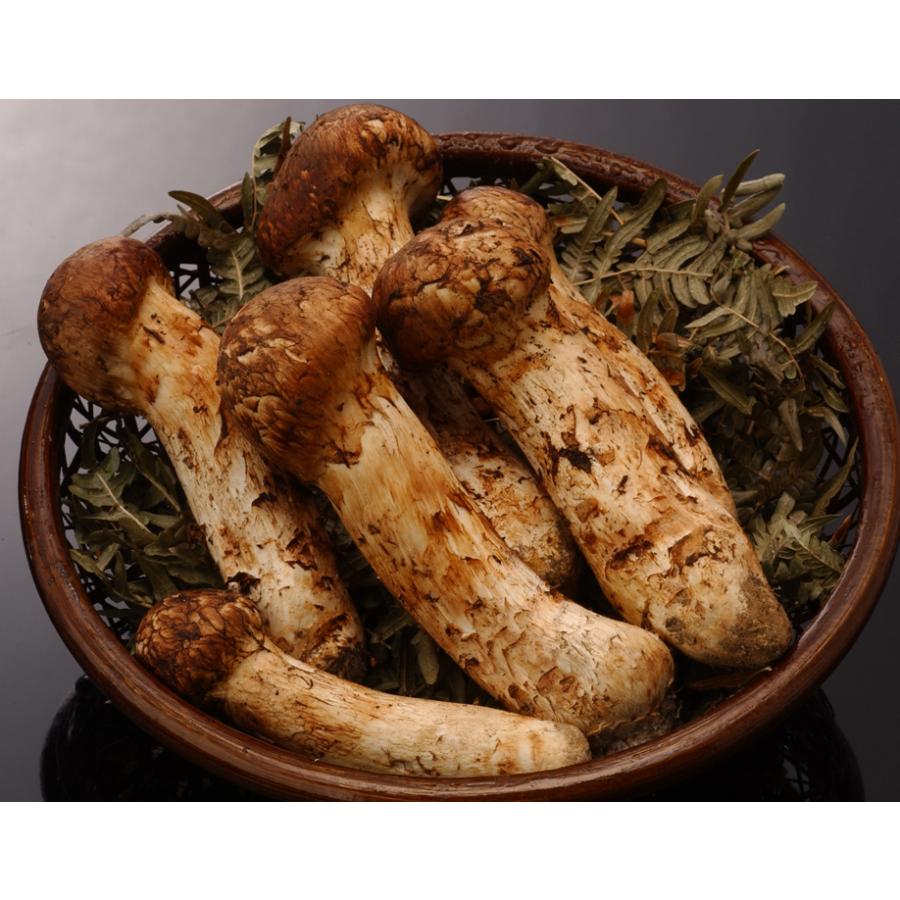 アウトレット 松茸 卸売