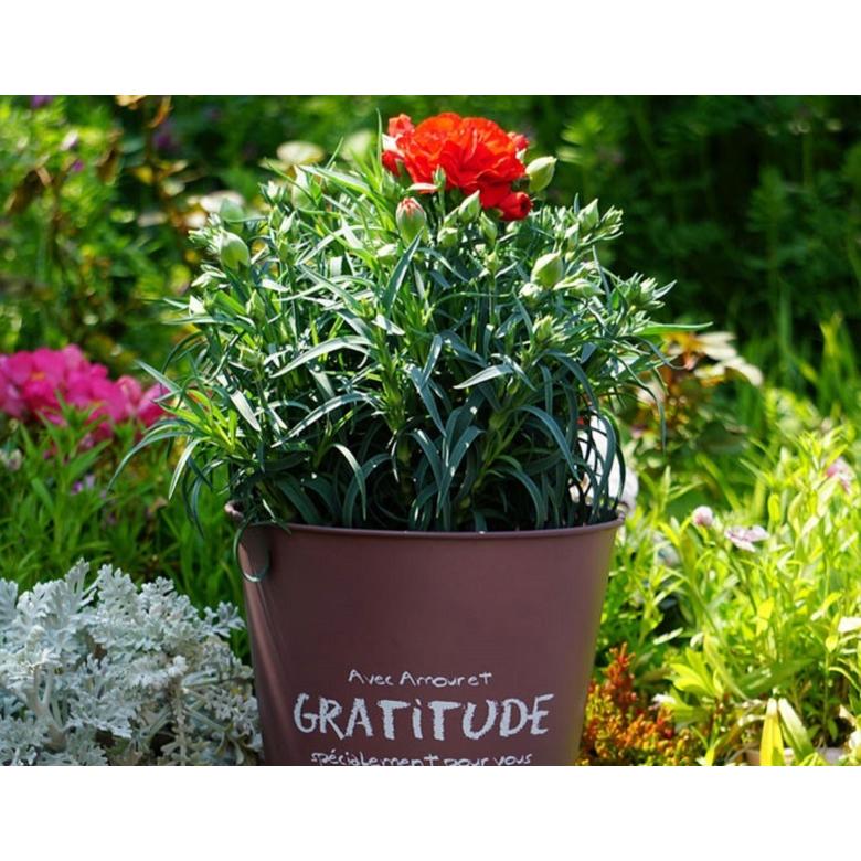 母の日 21 自然開花を楽しむ カーネーション 国産 鉢植え5号鉢 赤 グランルージュ ブリキの化粧鉢 定型メッセージピック 説明書 肥料付き 送料無料 3z 豊洲からの直送便 ヤフー店 通販 Yahoo ショッピング