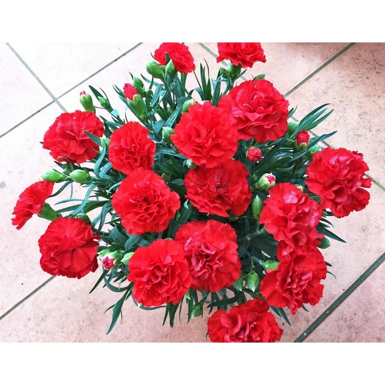 母の日 21 自然開花を楽しむ カーネーション 国産 鉢植え5号鉢 赤 グランルージュ ブリキの化粧鉢 定型メッセージピック 説明書 肥料付き 送料無料 3z 豊洲からの直送便 ヤフー店 通販 Yahoo ショッピング