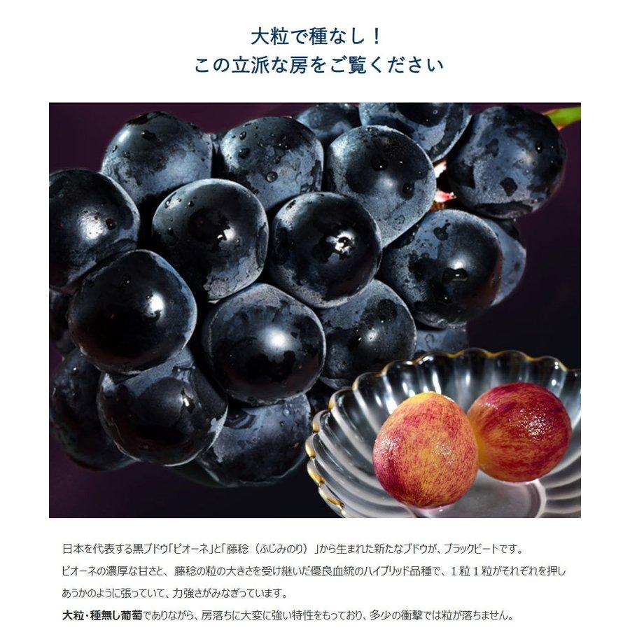 大粒黒ぶどう ブラックビート 山梨県産 マル秀〜秀品 3L×2房 計約1.1kg