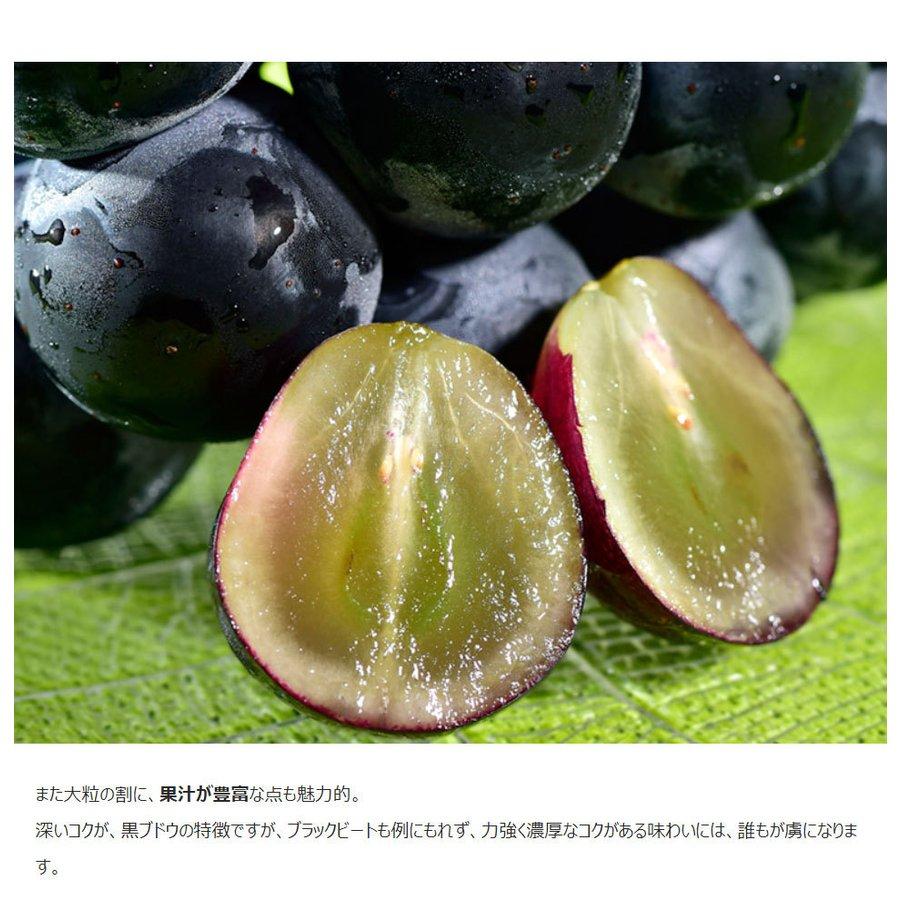 大粒黒ぶどう ブラックビート 山梨県産 マル秀〜秀品 3L×2房 計約1.1kg