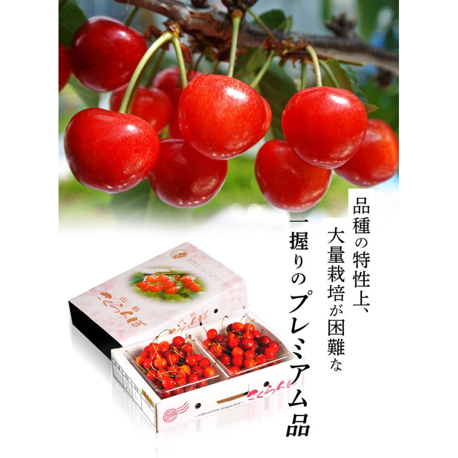 さくらんぼ 山形県産 露地さくらんぼ 「紅秀峰」 秀品 Lサイズ 約700g（約350g&times;2p） 常温 送料無料
