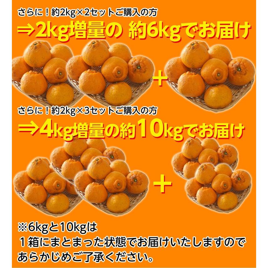 【カード・代引き限定】訳あり品 長崎県産　デコポン 約2kg（目安として8〜12玉程度）送料無料 ≪2箱購入で1箱分増量、3箱購入で2箱分増量≫　常温｜tsukijiichiba｜03