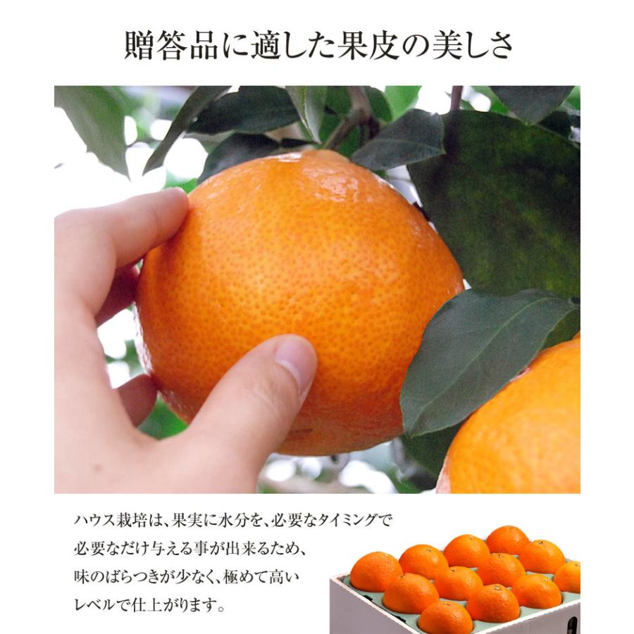 愛媛県産 紅まどんな 化粧箱 L〜3Ｌ 約3kg （10〜15玉） ※常温 送料無料｜tsukijiichiba｜08