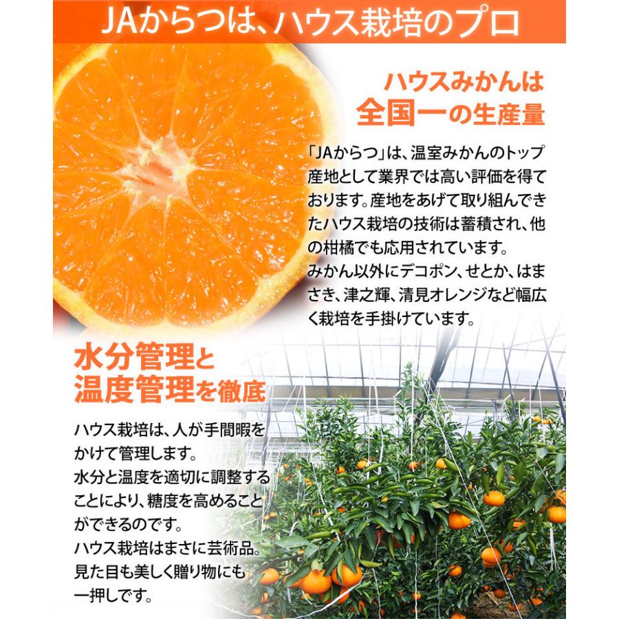 津之輝（つのかがやき） 佐賀県産 JAからつ 2S〜2Lサイズ 約5kg 産地箱