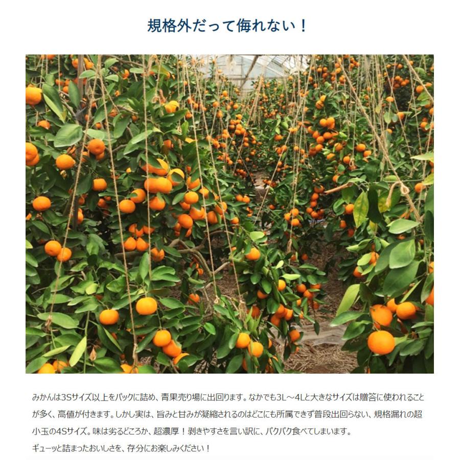 ハウスみかん 佐賀県産 JAからつ 約5kg (目安として120〜160玉） 超