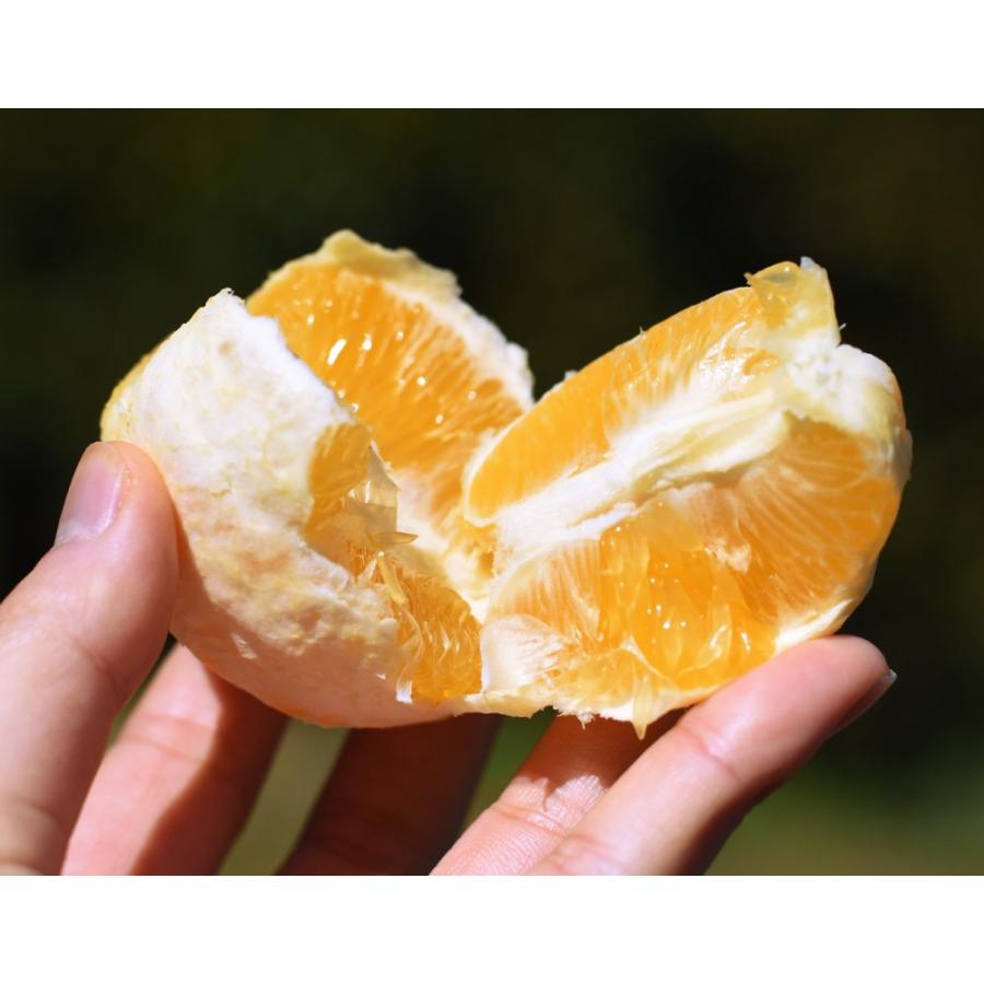 甘いレモン 柑橘 静岡県産 レモネード 約1 2kg 2s 2lサイズ 常温 送料無料 4c 豊洲からの直送便 ヤフー店 通販 Yahoo ショッピング