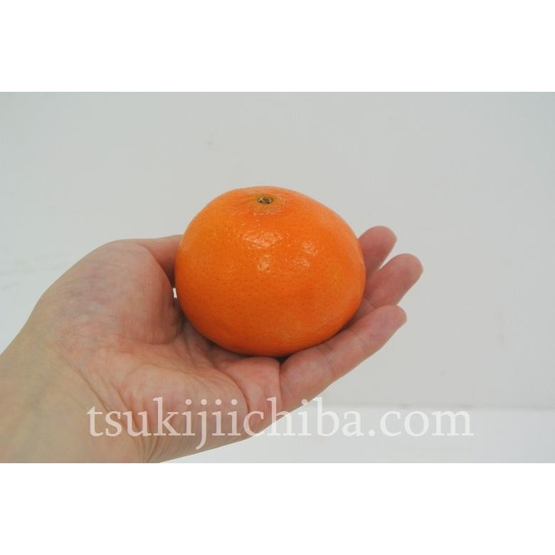 小サイズ【オーストラリア産】オレンジディスク オーストラリア産の