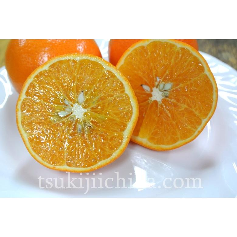 送料無料》オーストラリア産 マンダリンオレンジ 約2キロ ※常温 frt