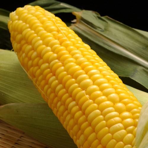 わたあめとうもろこし　8本『少しこぶり』 わたあめとうもろこし 8本『少しこぶり』 わたあめとうもろこし