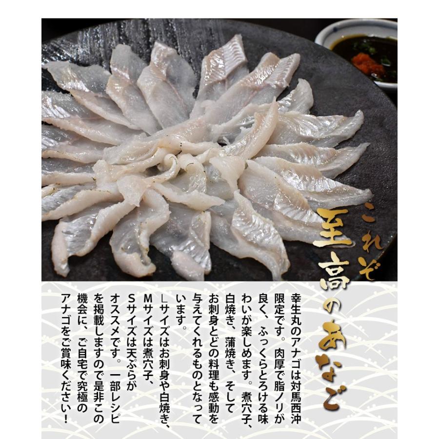 アナゴ 穴子 長崎県 対馬西沖産 あなご船 幸生丸 活〆 天然 真穴子 開きセット 約1 5キロ L M Sサイズ各約500g 産地直送 冷蔵出荷 4z 豊洲からの直送便 ヤフー店 通販 Yahoo ショッピング