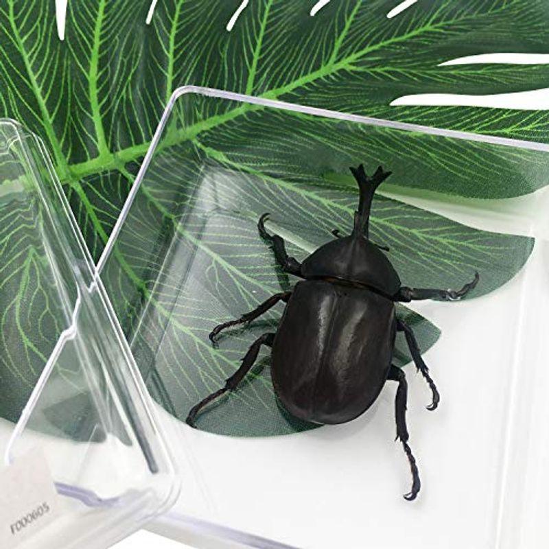 実物大カブトムシ 昆虫標本 子ども向け 科学stem教育 ギフト つきのわ堂 通販 Yahoo ショッピング
