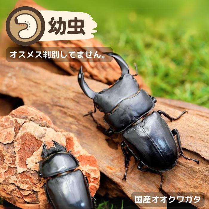 国産オオクワガタ幼虫(産地不明)累代CB(虫)（Yahoo!・月夜野きのこ園）