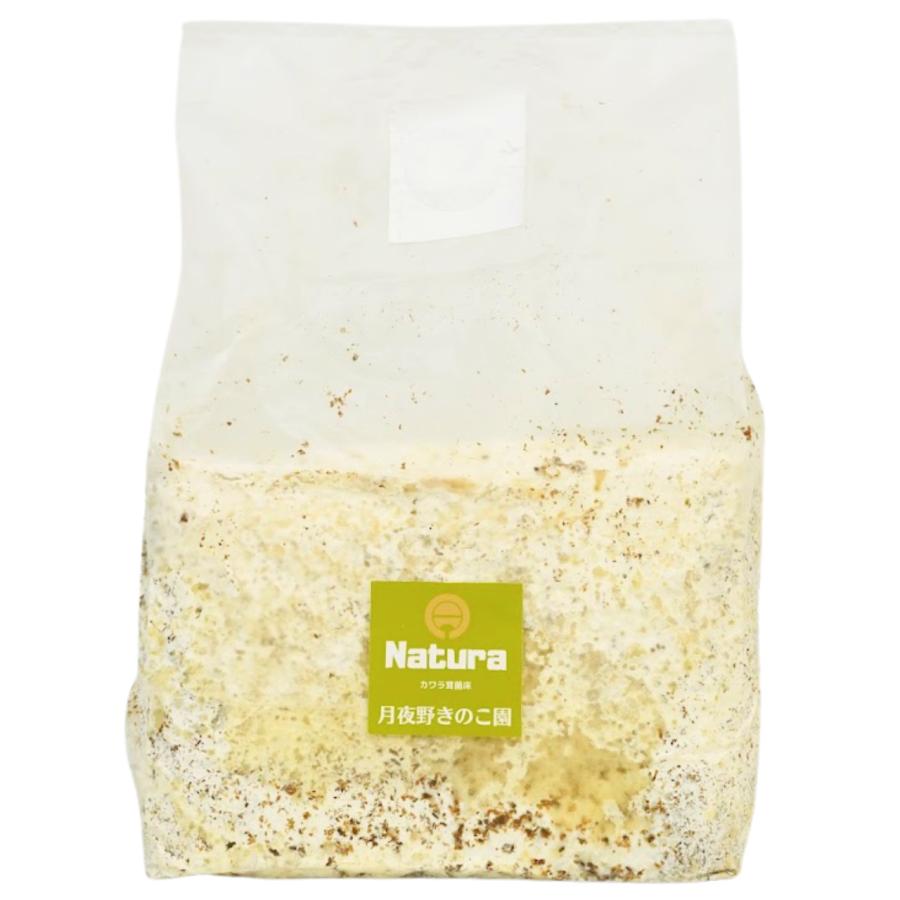 引出物 N カワラblock バラ 菌糸ブロック 菌床ブロック デポー