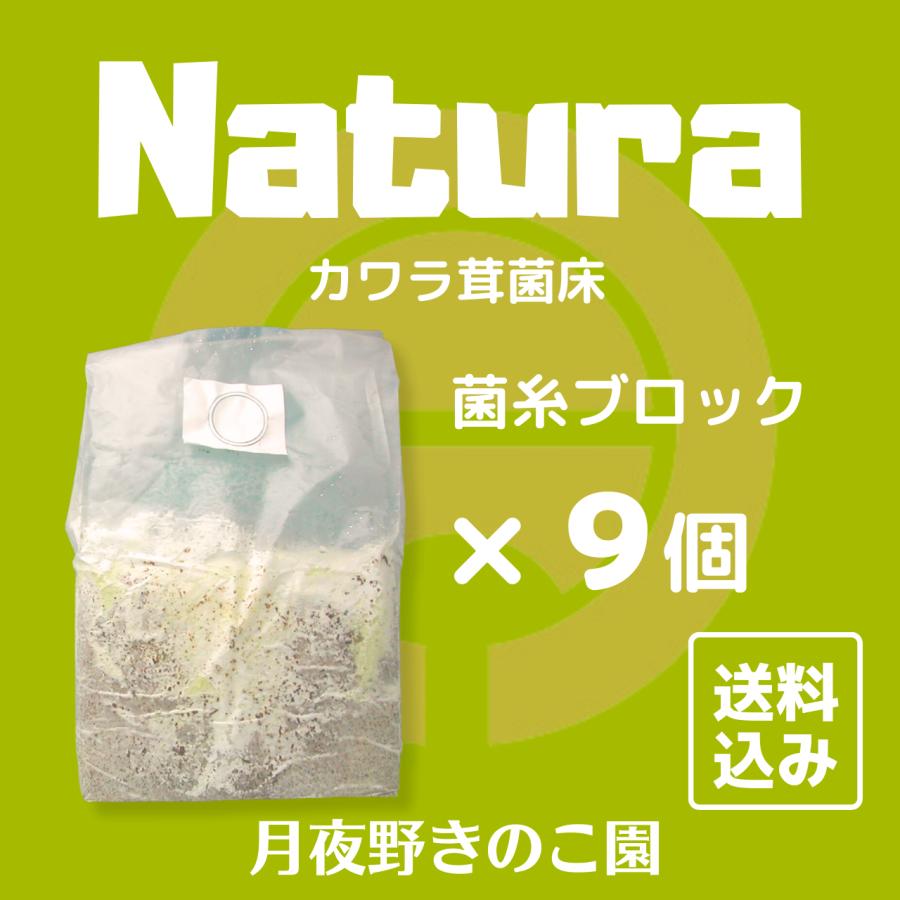 N-カワラblock【9】(菌糸ブロック・菌床ブロック)【送料無料